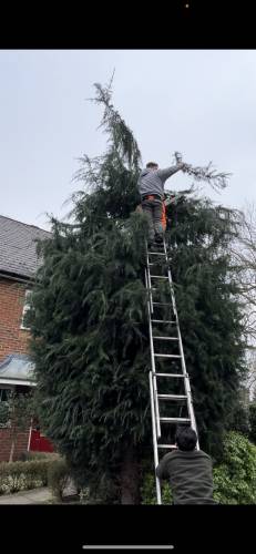 Royal Oak tree care - Tree Surgeon in Watford
