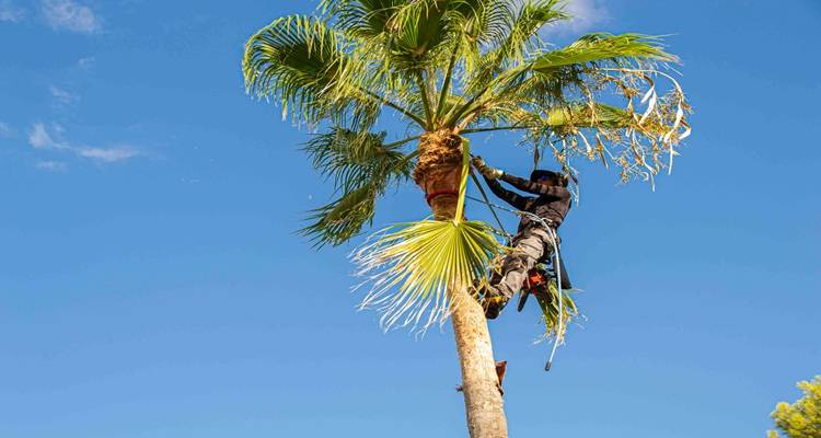 man up palm tree