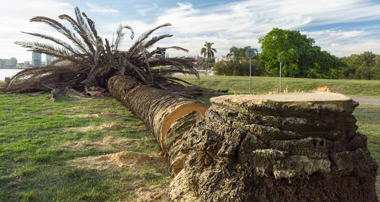 palm tree felled