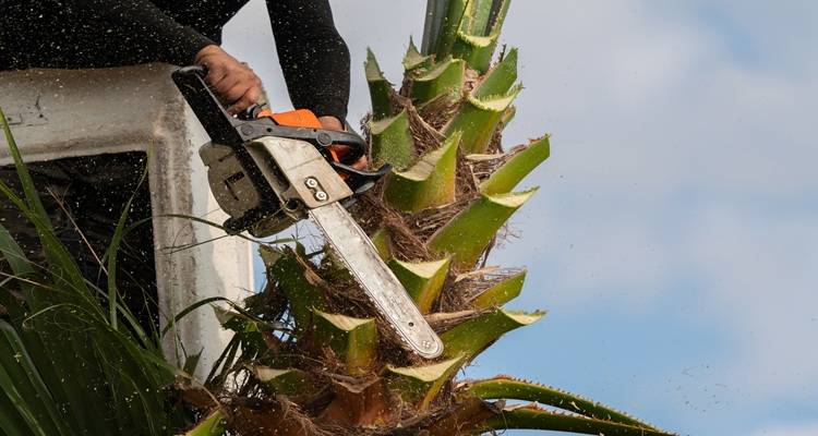 chainsaw palm tree