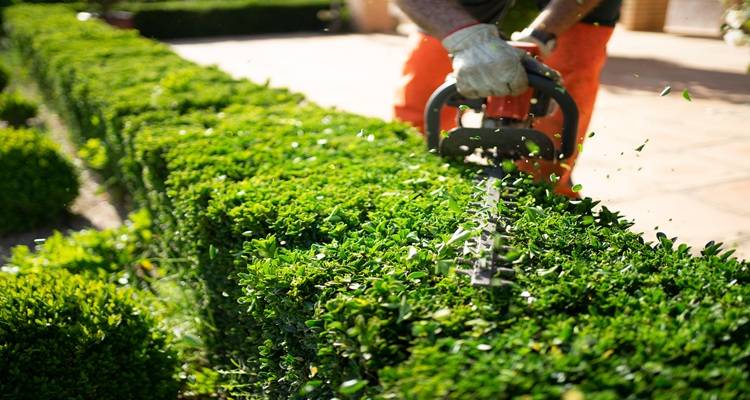 hedge being cut