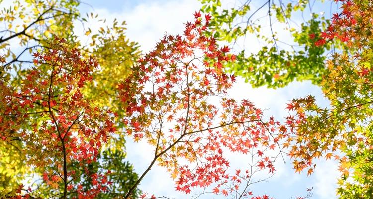 10 Outdoor Jobs to Finish Before the Cold Sets In