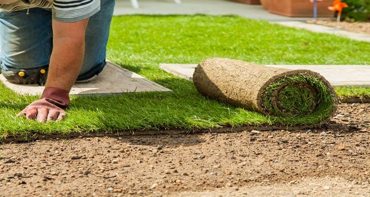 person kneeling laying turf