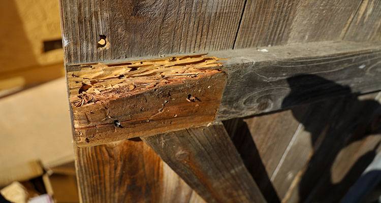 rotting wooden fence panel