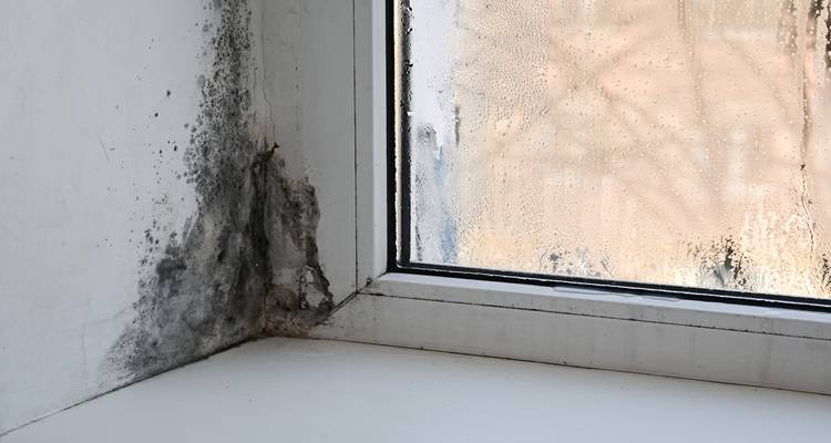 damp in corner of window
