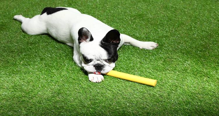 french bulldog on fake grass