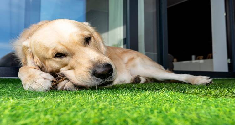 labrador laying on fake grass