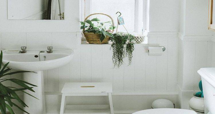 Plants in bathroom