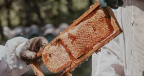 Beginner&rsquo;s Guide to Beekeeping
