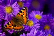 Beginner&rsquo;s Guide to Entomology