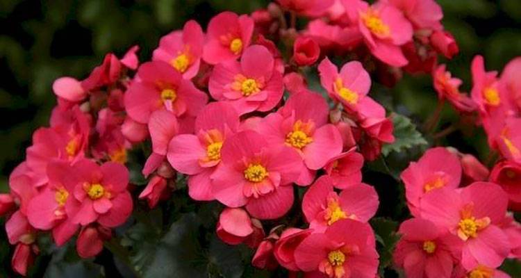 pot of begonia