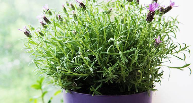 pot of lavender