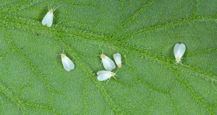 whiteflies on leaf