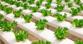Beginner&rsquo;s Guide to Hydroponics
