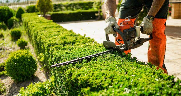 garden hedge cost