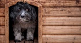 Cost of Building a Dog House