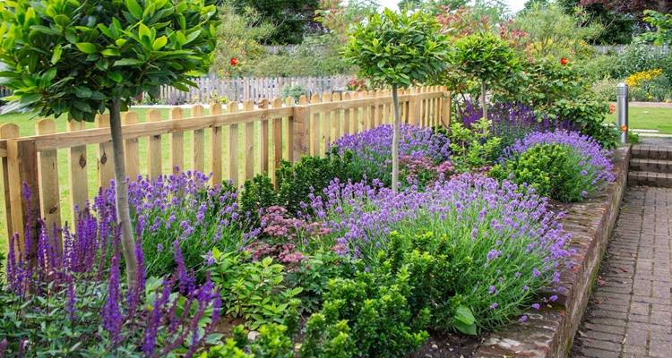 lavender garden beds