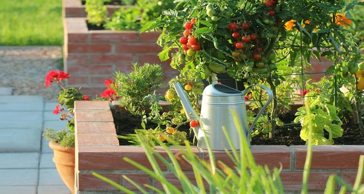 brick raised bed with tomato plants