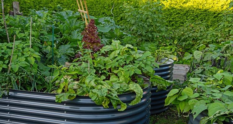 metal raised beds