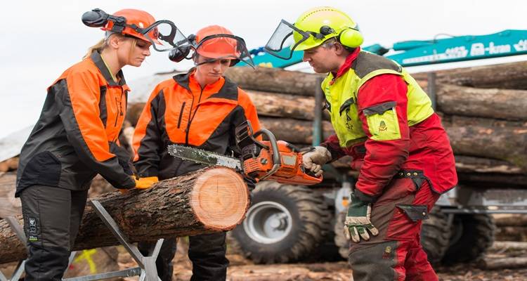 female two males chainsaw tree