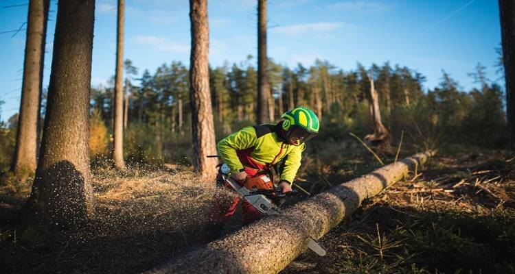 tree being cut up green hi vis