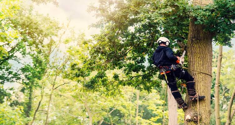 tree surgeon up leafy tree