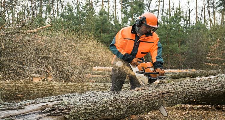 orange hi vis tree surgeon cutting tree