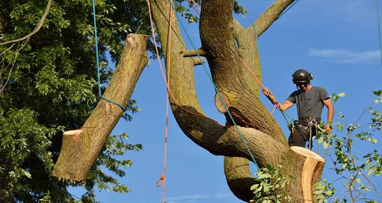 tree surgeon ropes tree