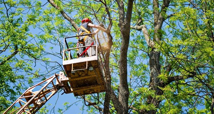 cherry picker tree surgeon chainsaw
