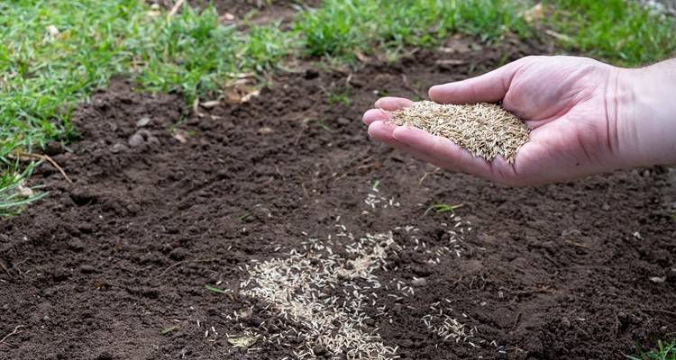 hand grass lawn seed