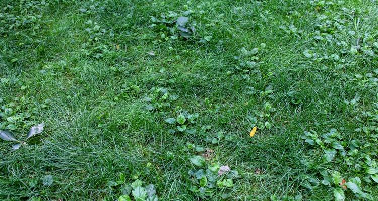 weeds in lawn