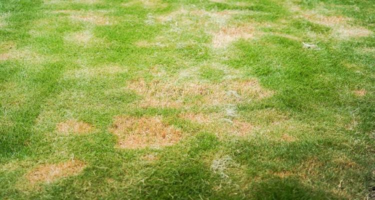 patchy grass brown patches