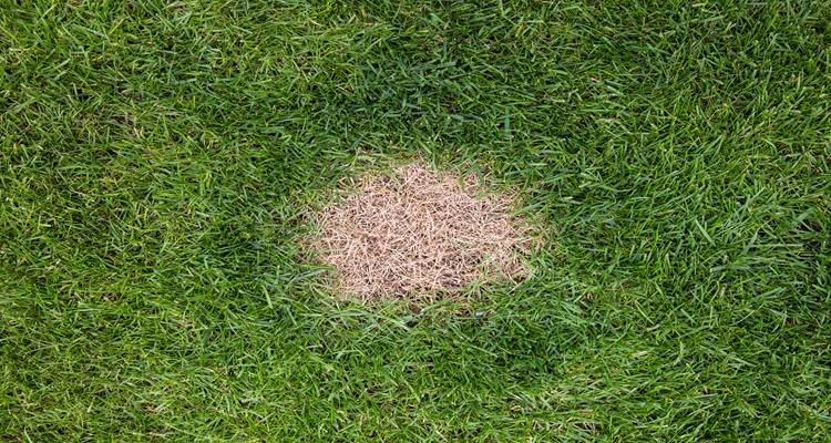 grass with yellow patch