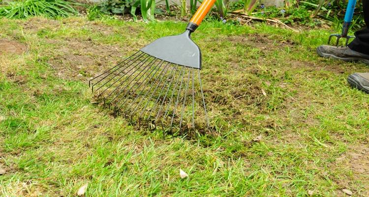 grass rake bald grass