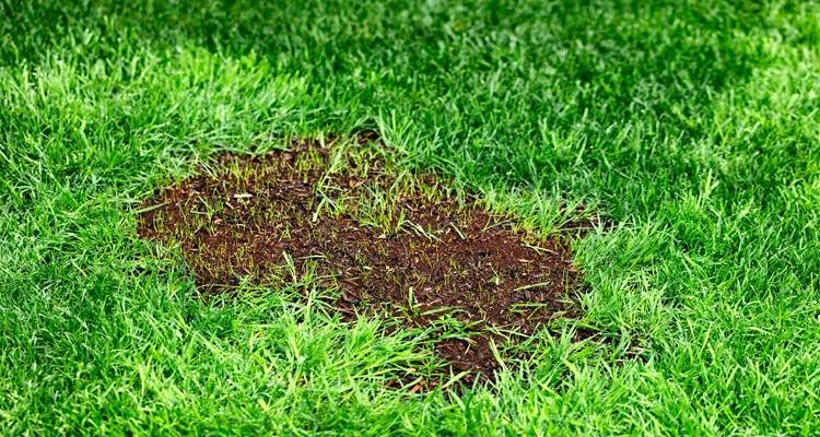patch of grass seed growing