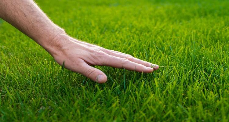 hand on grass