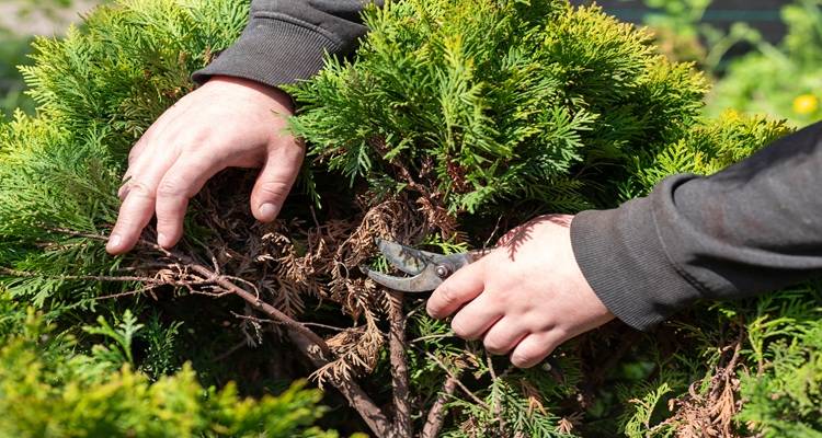 hand trimming conifer