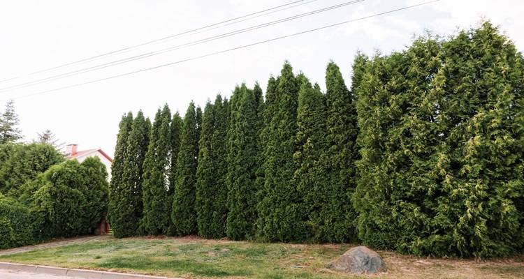 conifer hedge