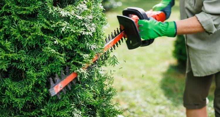 hedge eing cut