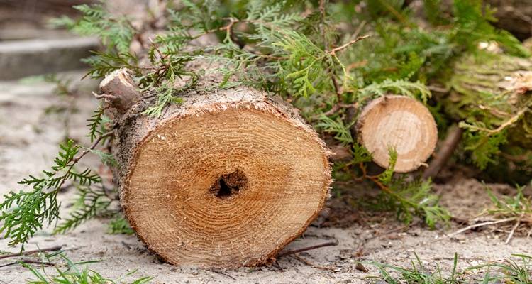 tree chunks chopped up