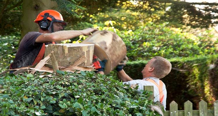 mne cutting tree down