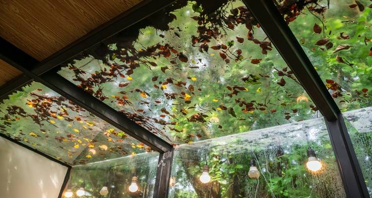 conservatory roof with leaves on