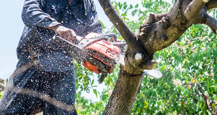 tree being trimmed by a tradesperson