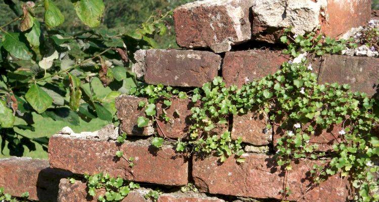 removing a brick wall with weeds