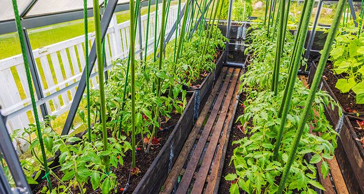 drip irrigation system