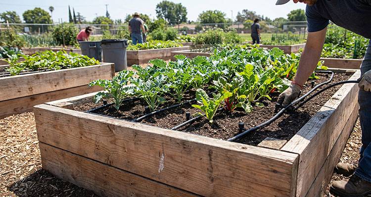 drip irrigation system