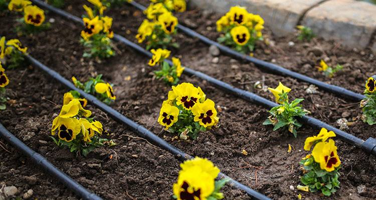 drip irrigation system