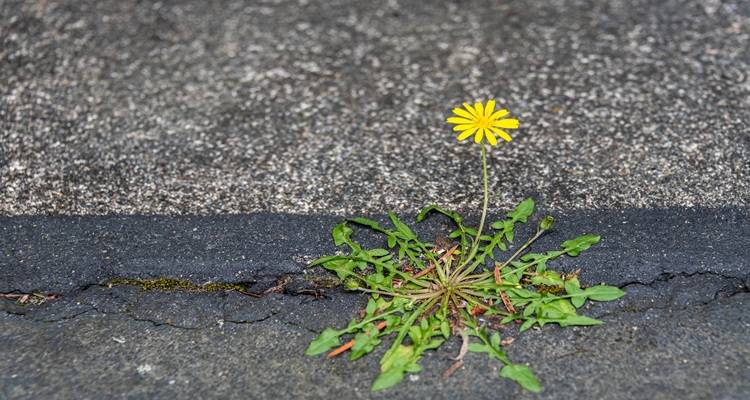celedine in tarmac