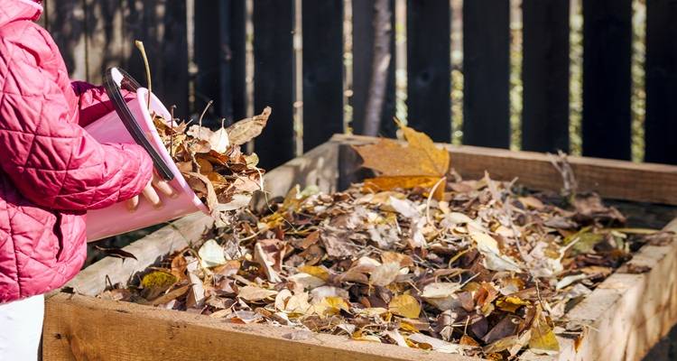leaves in wooden box