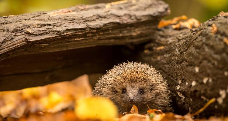 Family-Friendly Garden Projects for Autumn